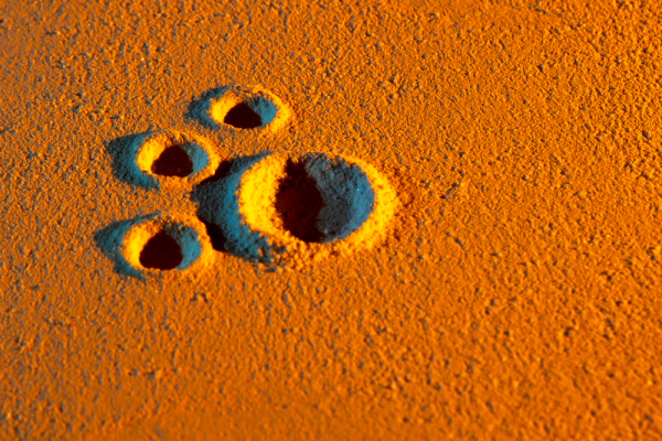 Leśni tropiciele - jak działa fotopułapka?